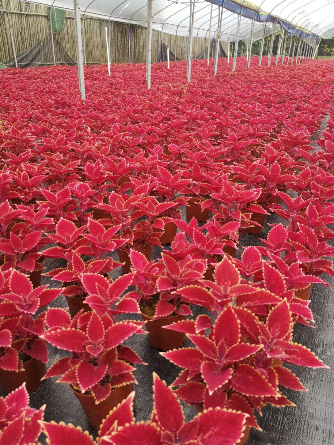 彩叶草 - 海绵城市基建商城