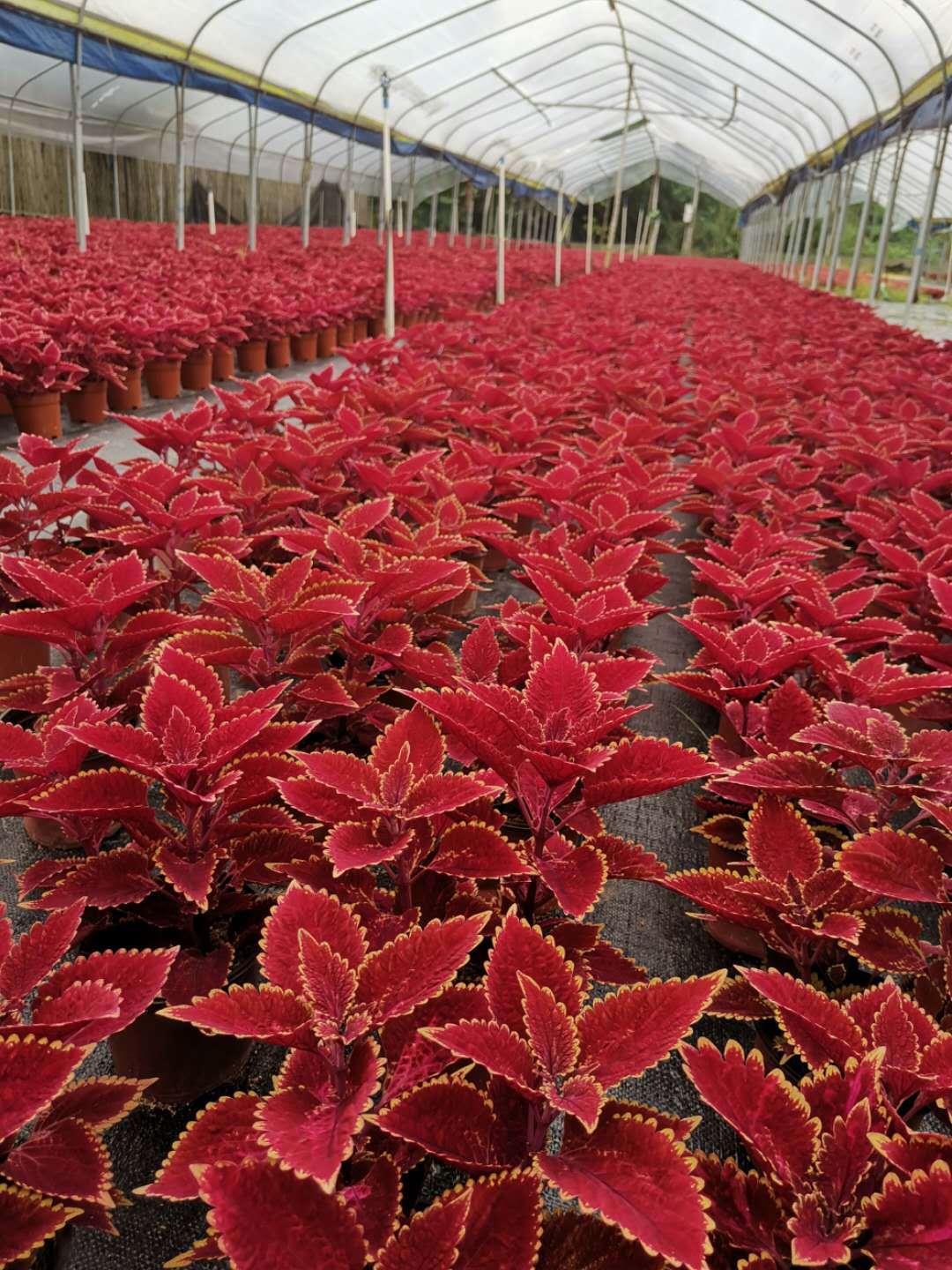 彩叶草 - 海绵城市基建商城